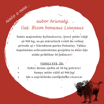 ZUBOR HRIVNATÝ – Majestátne dedičstvo európskej prírody v Poloninách